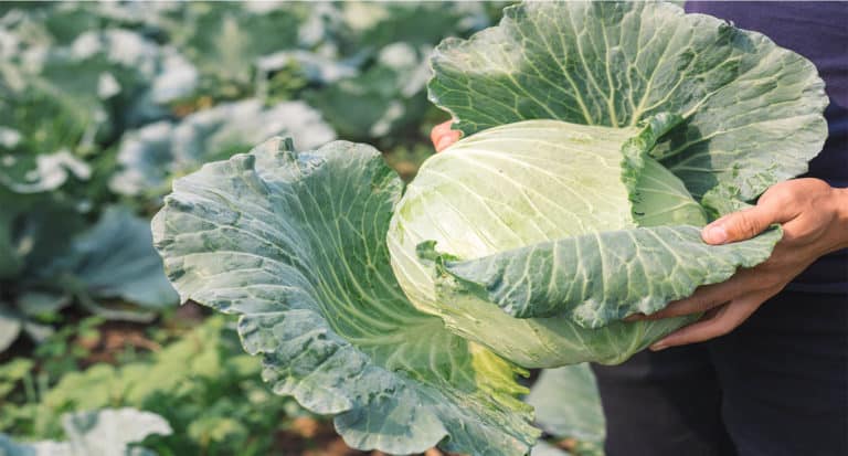 Cabbage Lettuce Health Impact Benefits