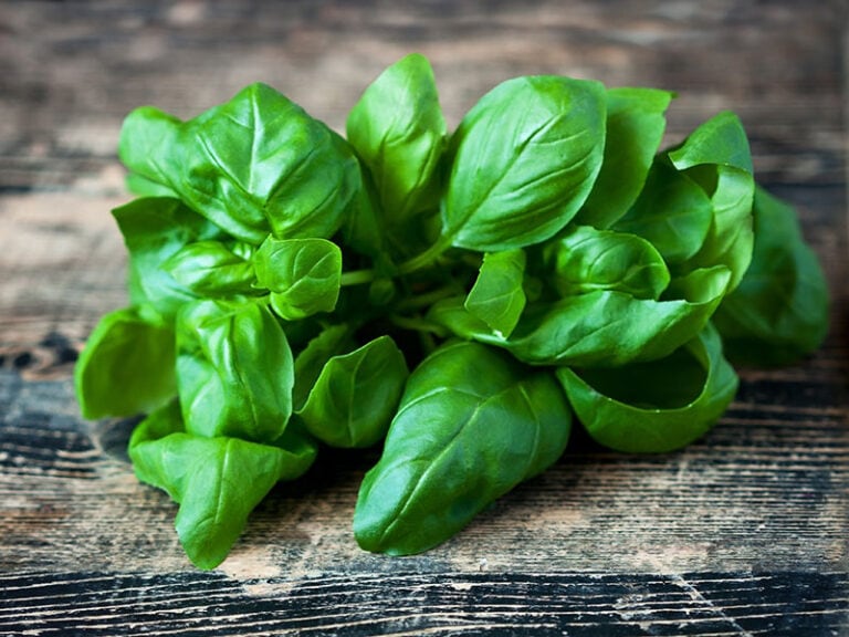 Basil Substitutes