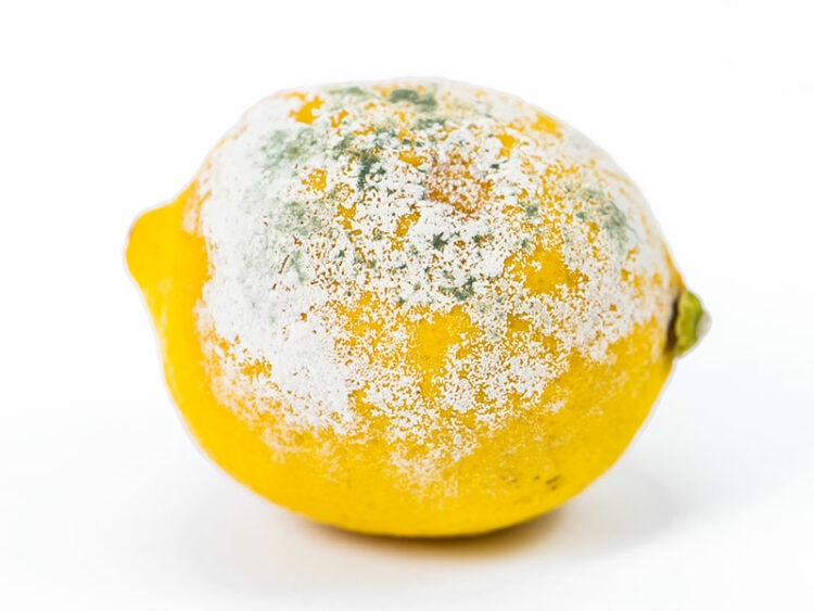 Do Lemons Go Bad? 6 Facts Revealed 2024