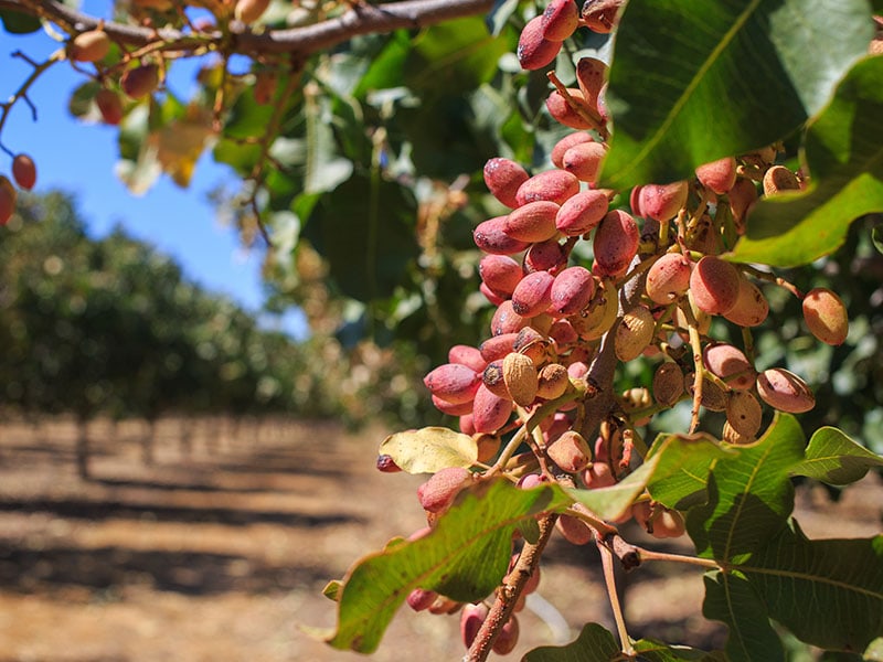 Original The Natural Pistachio