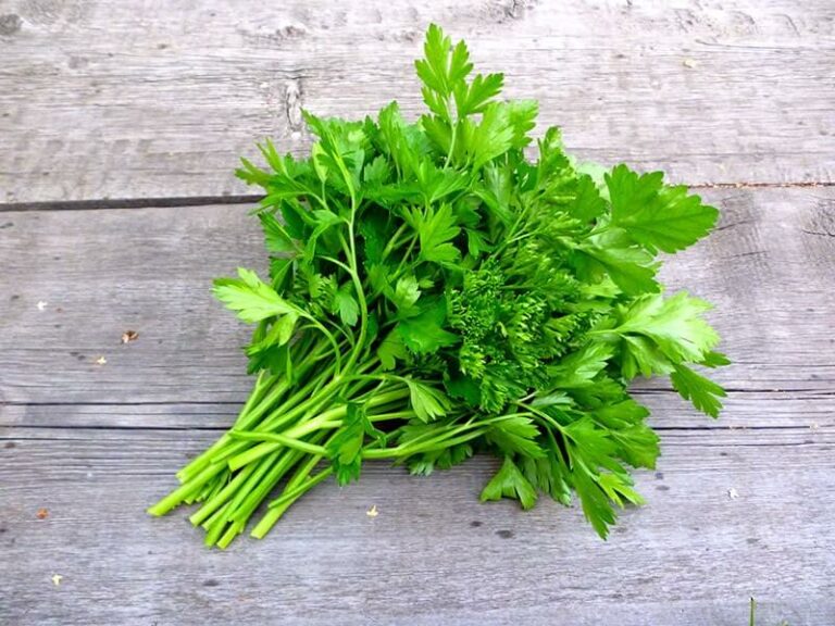 Parsley Vs Cilantro