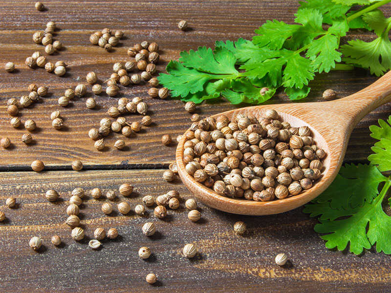 Coriander Seed Spice Leaf