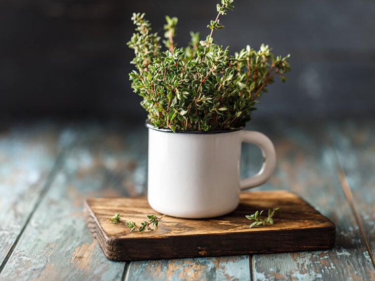 Thyme Vs Oregano