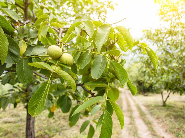 Pecans Vs. Walnuts: Nut Showdown 2024