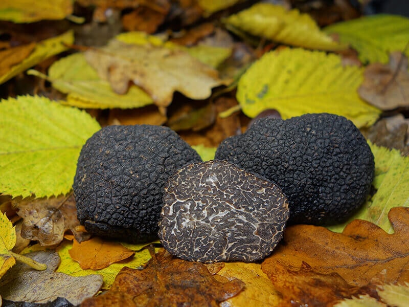 Black Truffles on Leaves