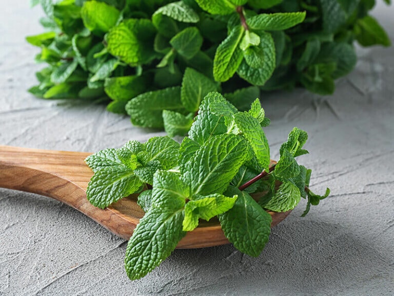 How To Store Fresh Mint