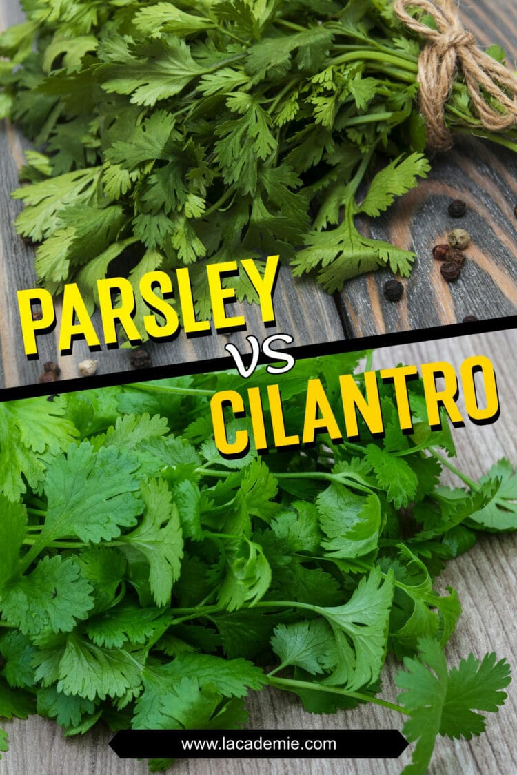 Parsley Vs Cilantro Can You Tell The Differences 2024