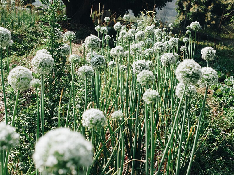 Scallions and Shallots Growing