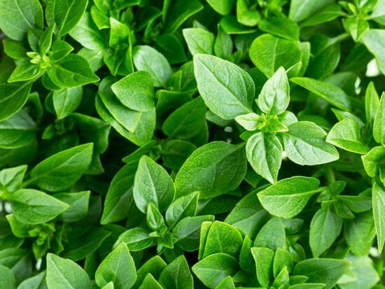 30 Different Types of Basil Explained: Your 2024 Guide