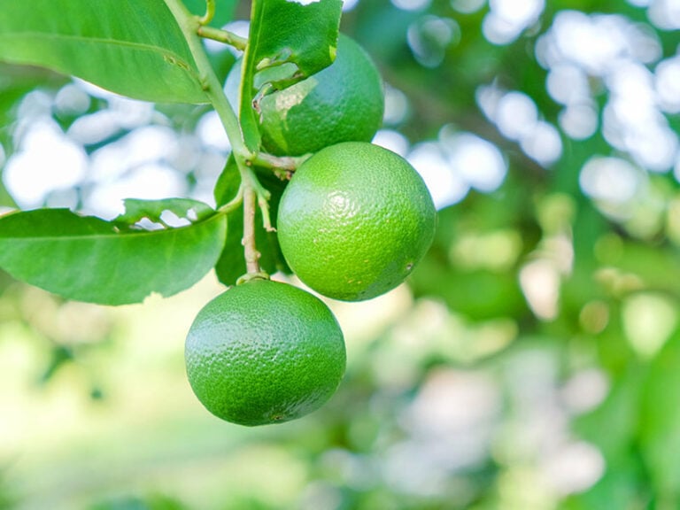 Key Lime Juice Vs Lime Juice