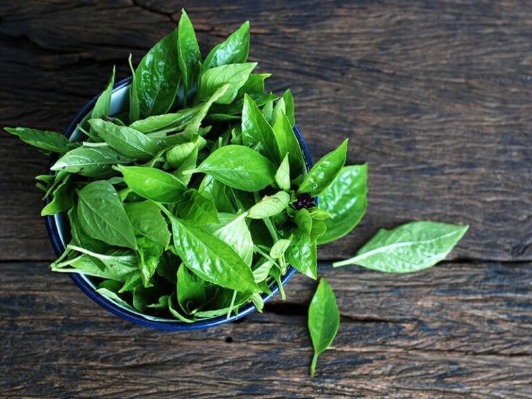 Thai Basil Vs Basil