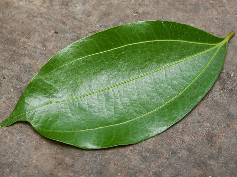 Green Bay Leaf Idukki 768x576 