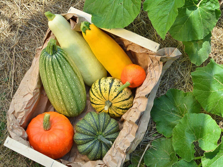 How To Store Squash