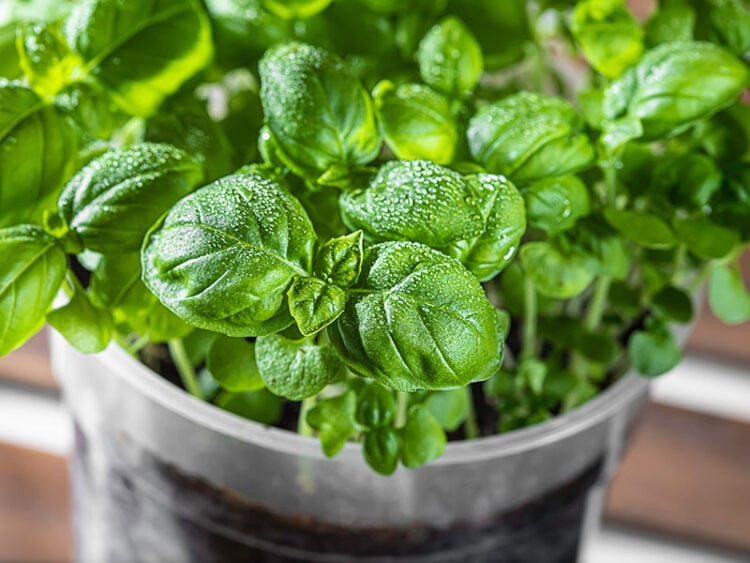 Bay Leaf vs. Basil Key Culinary Differences for 2024