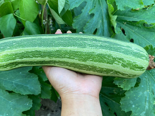 15 Different Types of Zucchini to Try: Discover Delicious Varieties in 2024