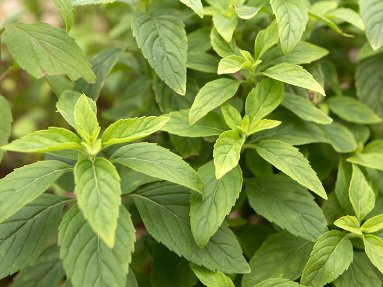 Fresh Basil vs. Dried Basil – Key Differences and Uses in 2024