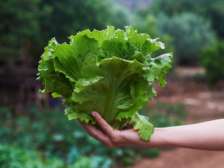 How To Store Lettuce