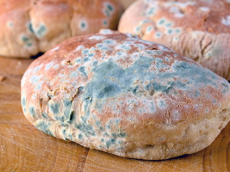 Moldy Bread