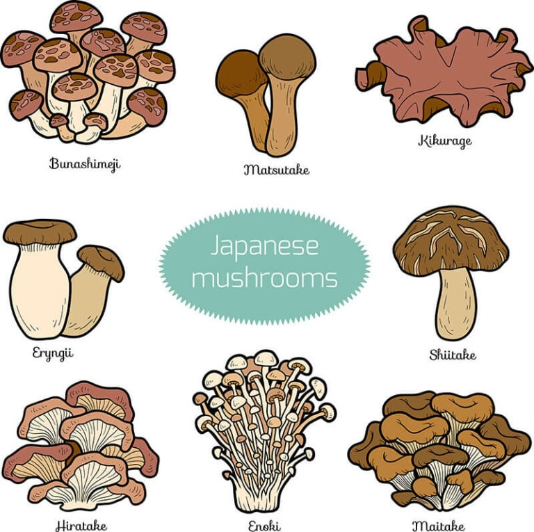 13 Types Of Japanese Mushrooms For Your Daily Menu 2023