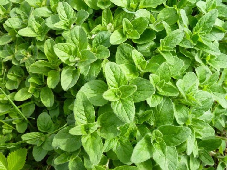 Basil vs. Oregano – Key Differences and Uses in 2024