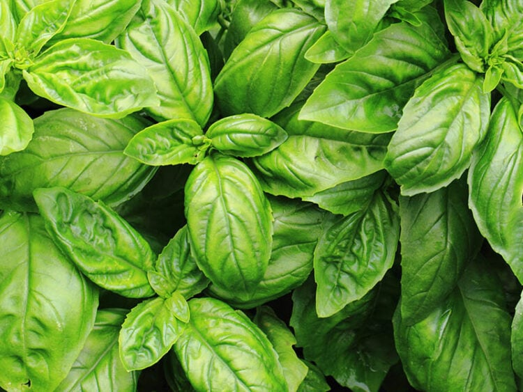 Basil Vs. Mint - Differences You Have To Know 2023