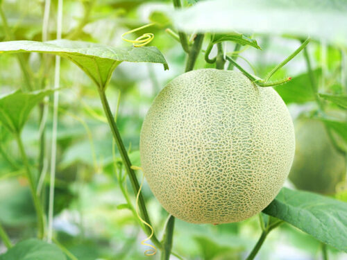 22 Cantaloupe Varieties to Taste and Enjoy in 2024