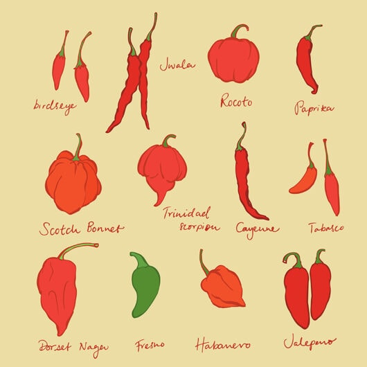 21 Types of Chili Peppers to Discover and Enjoy in 2024