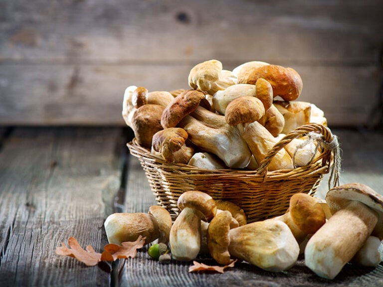 Dried Vs Fresh Mushrooms