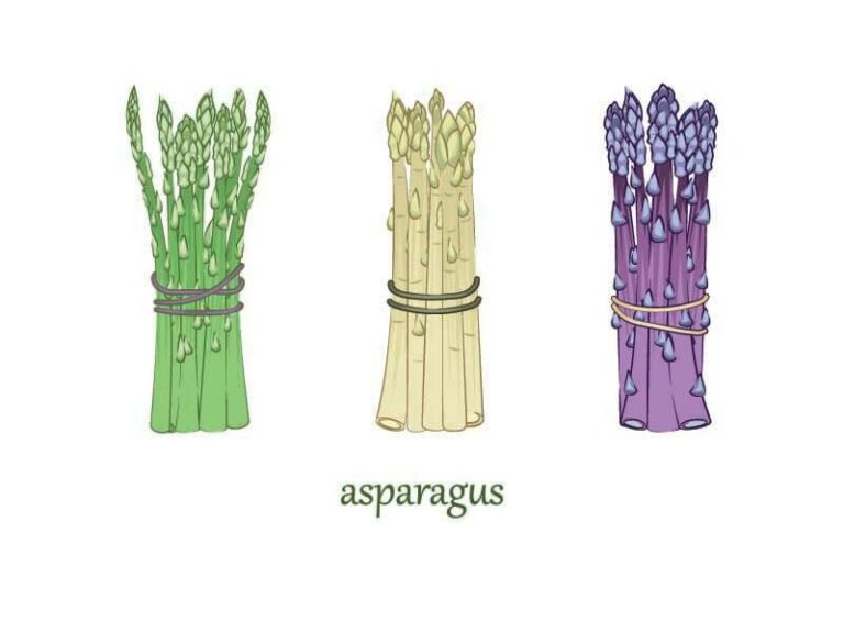 15 Types Of Asparagus Varieties For A Gourmet Experience In 2024   Plenty Of Different Types Of Asparagus 768x576 