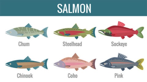 7 Types Of Salmon To Sate Your Appetite In 2023