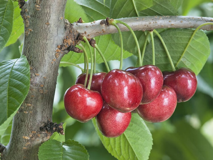 30 Cherry Varieties: A Comprehensive Guide for 2024