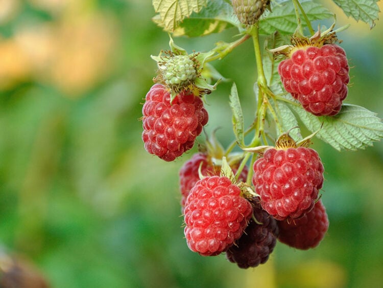 21 Types of Raspberries to Discover and Savor in 2024