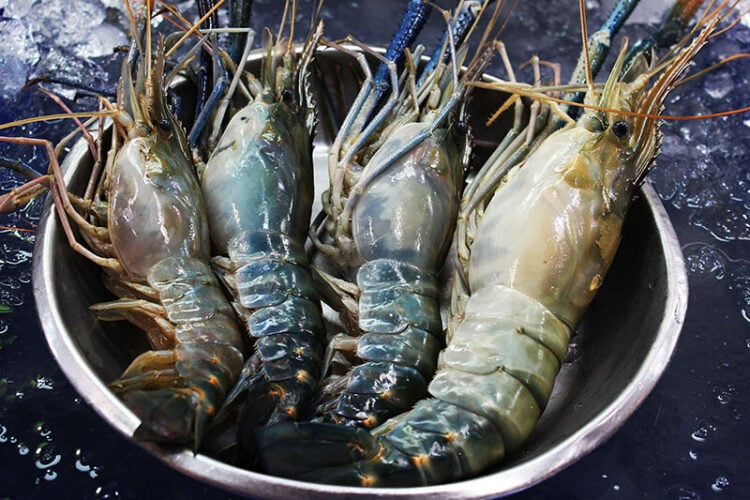 Types Of Big Prawns