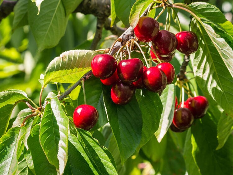 30 Cherry Varieties: A Comprehensive Guide for 2024