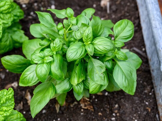 Basil vs. Parsley: Detailed Herb Comparison for 2024