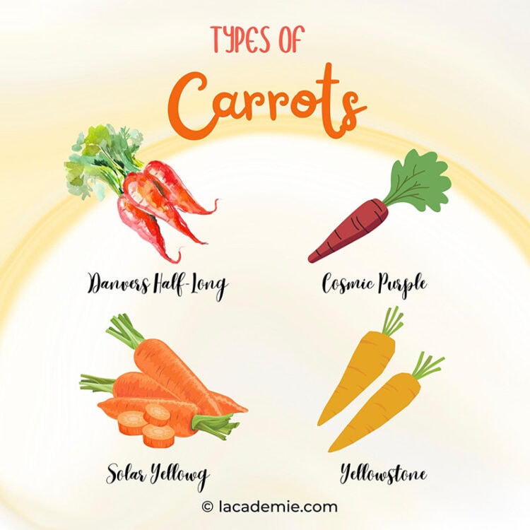 45 Different Types Of Carrots To Expand Your Menu 2023