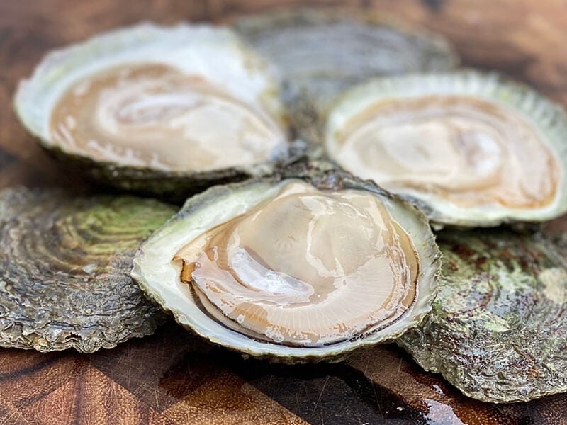 Belon Oysters