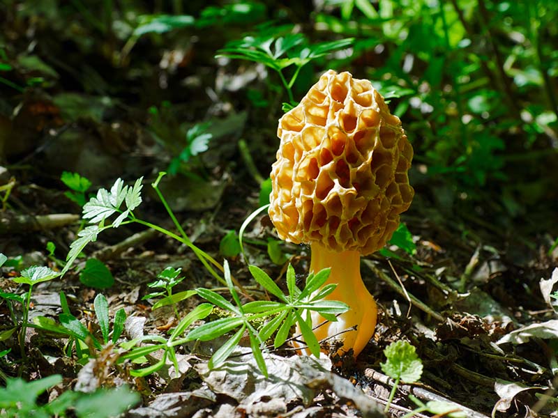 Benefits Of Morel Mushrooms