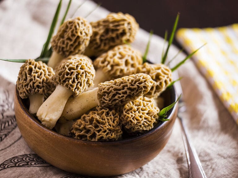 Can You Freeze Morel Mushrooms