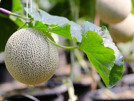 22 Exotic Japanese Fruits to Try in 2024: Unveiling Unique Flavors