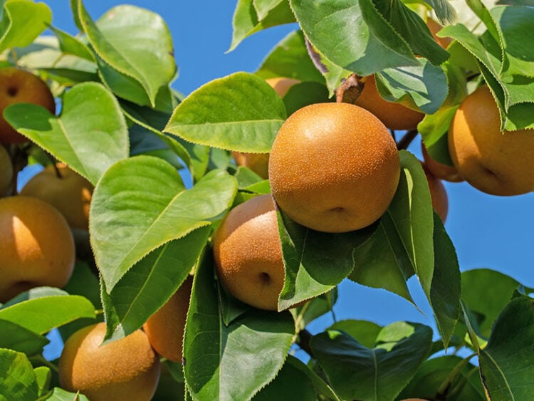 22 Exotic Japanese Fruits to Try in 2024: Unveiling Unique Flavors