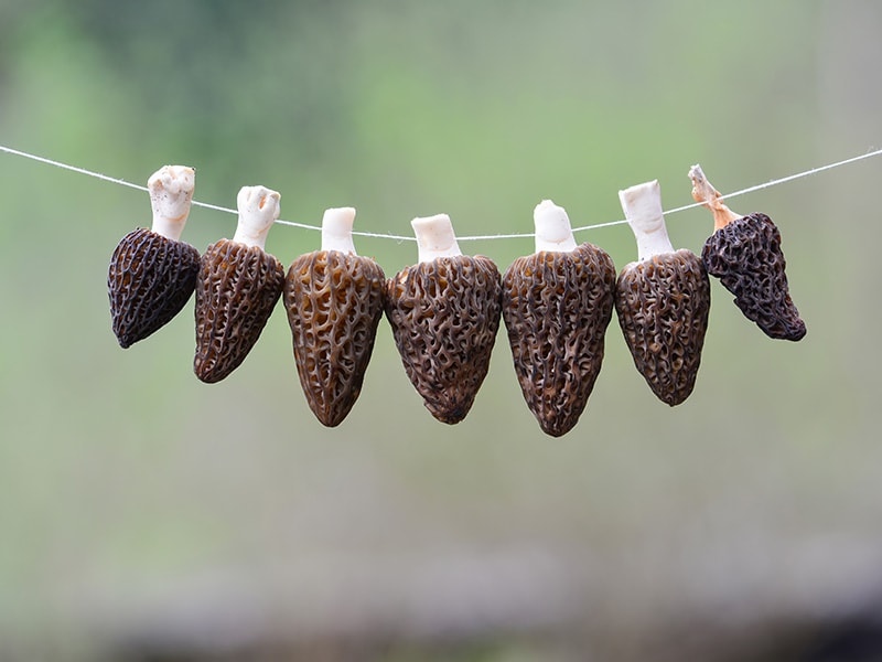 Other Ways To Store Morel Mushroom