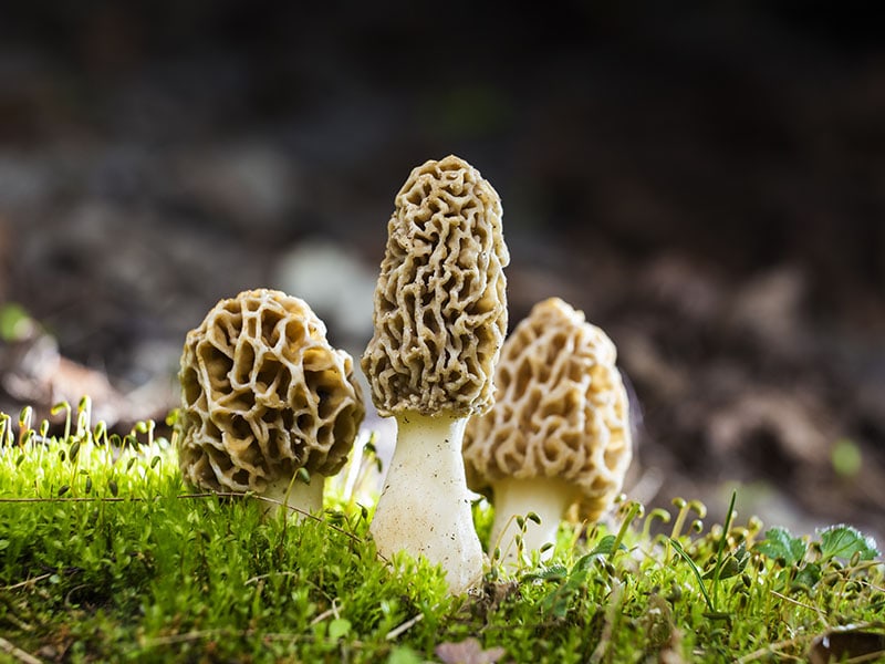 Tips To Preserve Morel Mushroom