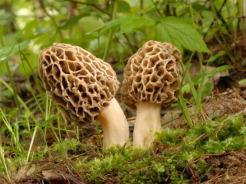 What Are Morel Mushrooms