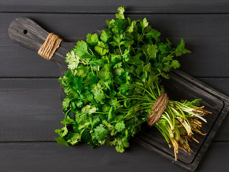 Different Types Of Cilantro