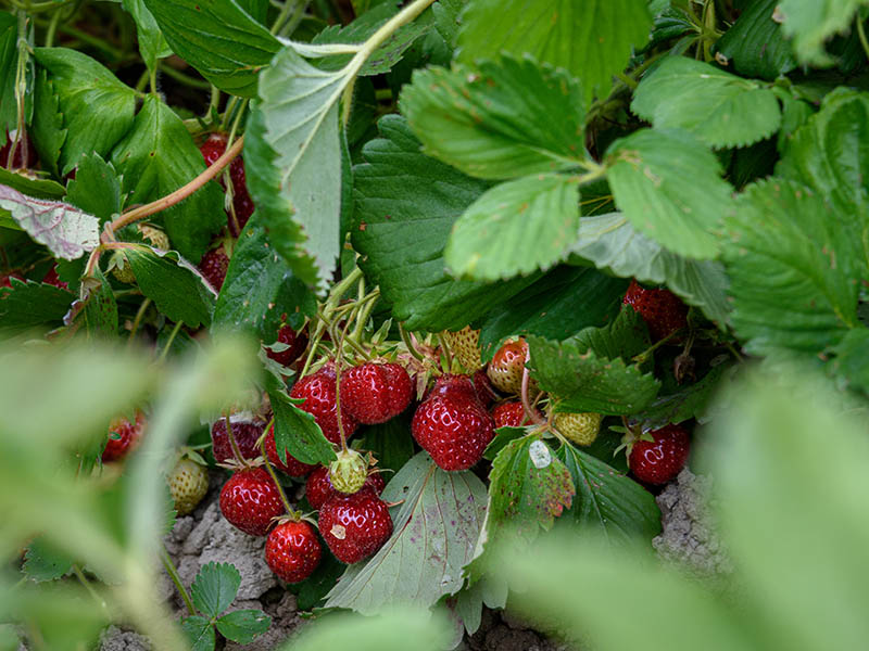 June Bearing Strawberries