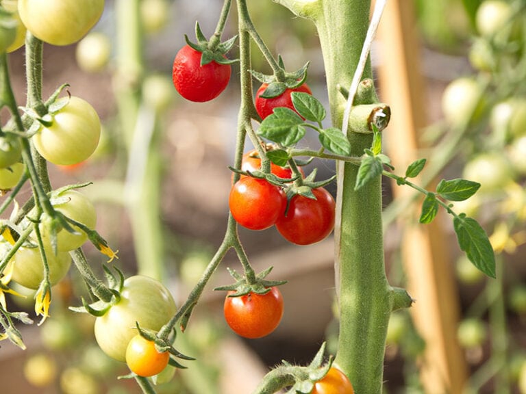 Mind Blowing Hybrid Fruits And Vegetables