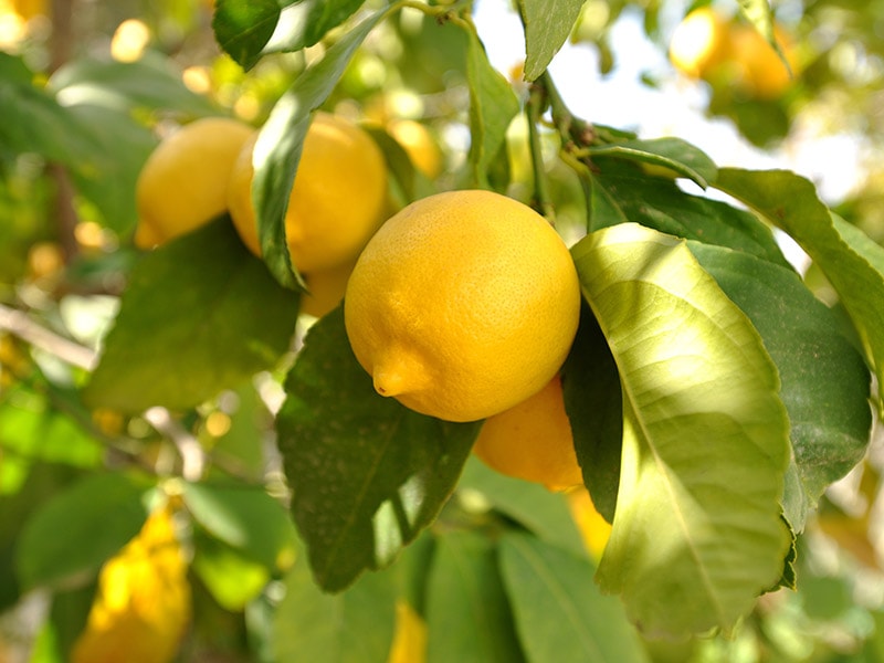 Summer Lemons Are Larger