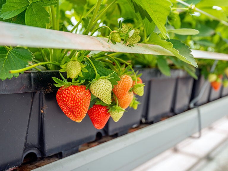 When Are Strawberries In Season