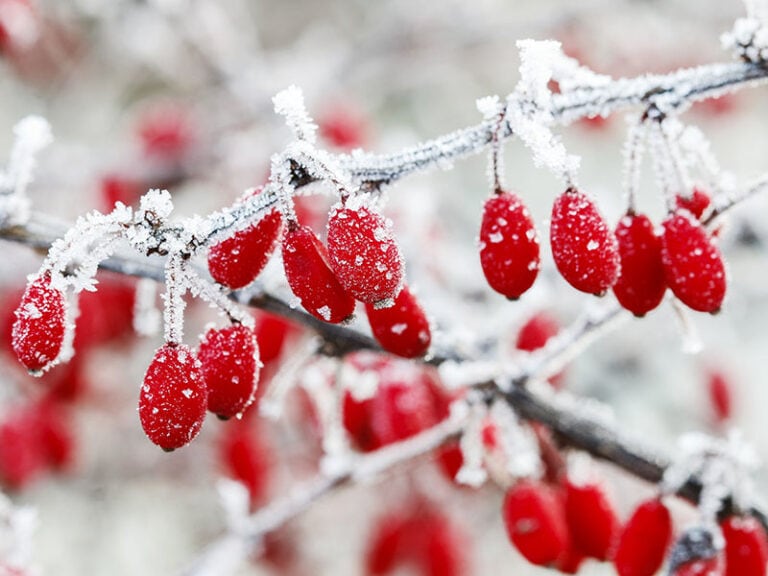 Winter Fruits